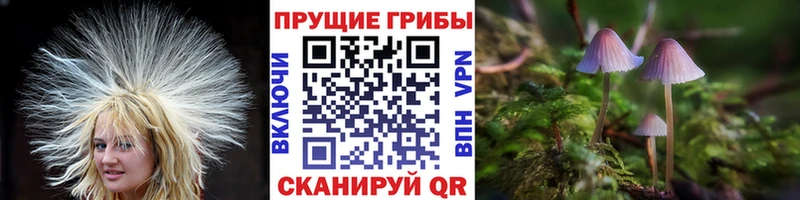 Галлюциногенные грибы Psilocybine cubensis  MEGA ссылка  Избербаш 